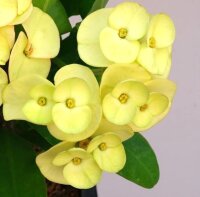 Euphorbia milii Grandiflora-Thai-Hybr. One Chok