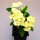 Euphorbia milii Grandiflora-Thai-Hybr. One Chok