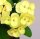 Euphorbia milii Grandiflora-Thai-Hybr. One Chok