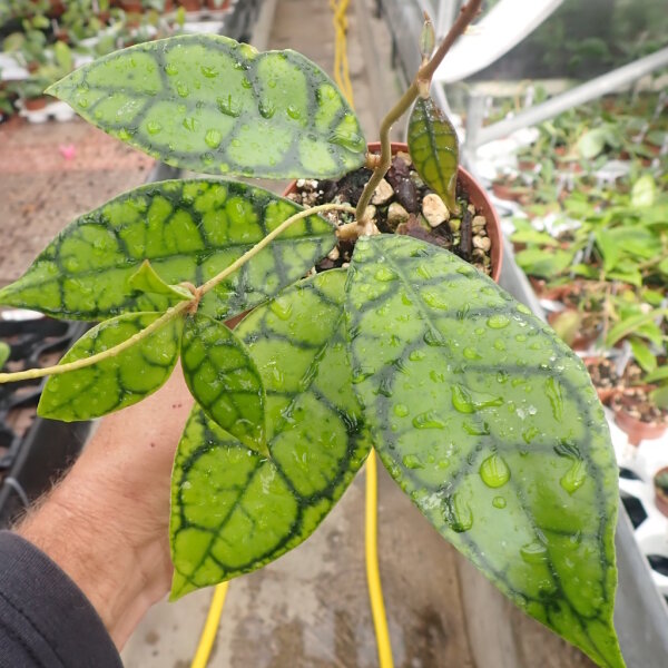Hoya callistophylla cv. Black Cat