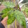 Hoya callistophylla cv. Black Cat