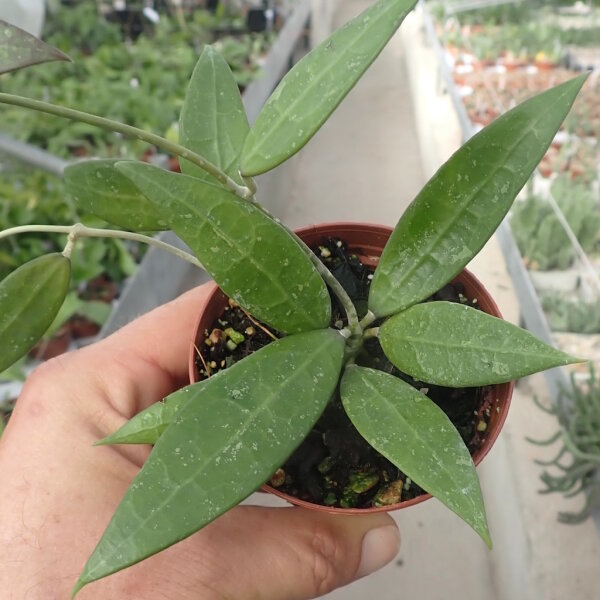 Hoya sp. Bogor GPS 166