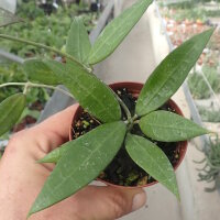 Hoya sp. Bogor GPS 166