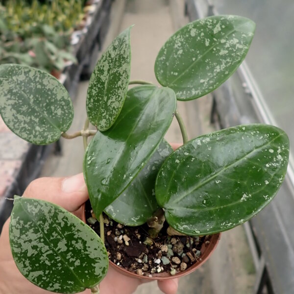 Hoya aff. pottsii