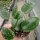 Hoya aff. pottsii