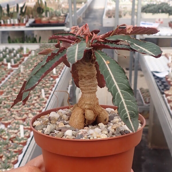 Euphorbia labatii