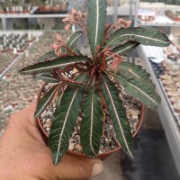 Euphorbia labatii