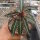Euphorbia labatii