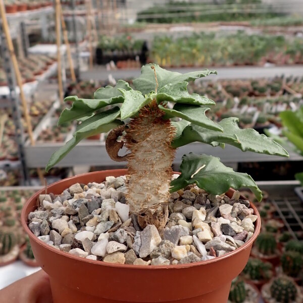 Euphorbia francoisii cv. Peking Green, CITES, not outside EU