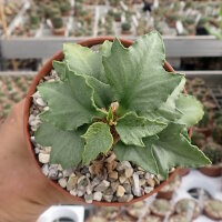 Euphorbia francoisii cv. Peking Green, CITES, not outside EU