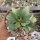 Euphorbia francoisii cv. Peking Green, CITES, not outside EU