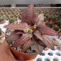 Euphorbia francoisii cv. Peking Mosaik, CITES, not...