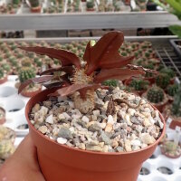 Euphorbia francoisii cv. Peking Mosaik, CITES, not...