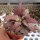 Euphorbia francoisii cv. Peking Mosaik, CITES, not outside EU