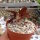 Euphorbia francoisii cv. Peking Mosaik, CITES, not outside EU