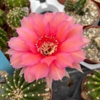 Echinopsis-Hybr. Intrigue Schick Hybride