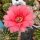 Echinopsis-Hybr. Intrigue Schick Hybride