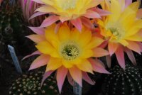Echinopsis-Hybr. Embraceable You Schick Hybride