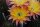 Echinopsis-Hybr. Embraceable You Schick Hybride