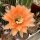Echinopsis-Hybr. Orange Garden Abbey Brook Hybride
