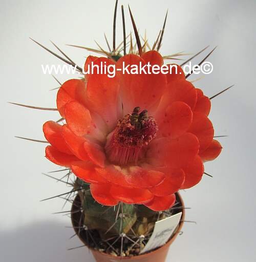 Echinocereus matudae