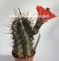 Echinocereus matudae