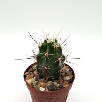 Echinocereus matudae