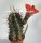Echinocereus matudae