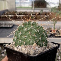 Opuntia polyacantha cv. Nebraska Orange  (dw)