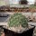 Opuntia polyacantha cv. Nebraska Orange  (dw)
