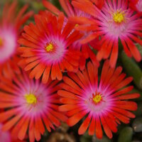 Delosperma cv. Ursula (dw)