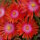 Delosperma cv. Ursula (dw)