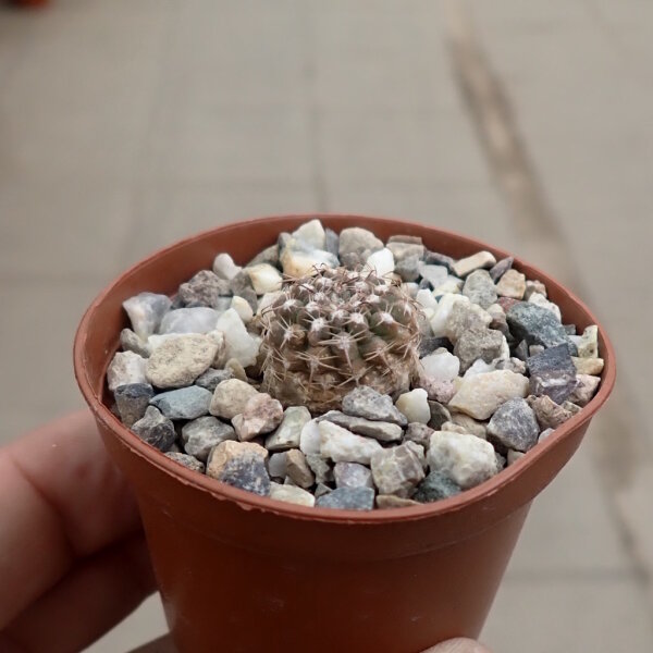 Neowerdermannia chilensis