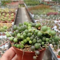 Senecio rowleyanus variegata