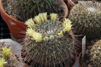 Mammillaria cobrensis MH 8/90