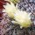 Mammillaria cobrensis MH 8/90