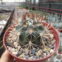 Weingartia sp.n. KAS 699