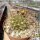 Weingartia sp.n. KAS 699