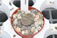 Lithops schwantesii v. triebneri, Tirasberge