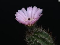 Austrocactus aonikenkensis SAR 8782
