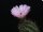 Austrocactus aonikenkensis SAR 8782