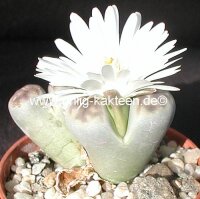 Lithops karasmontana v. lericheana Lord Hill, Karasberg