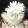 Lithops karasmontana v. lericheana Lord Hill, Karasberg
