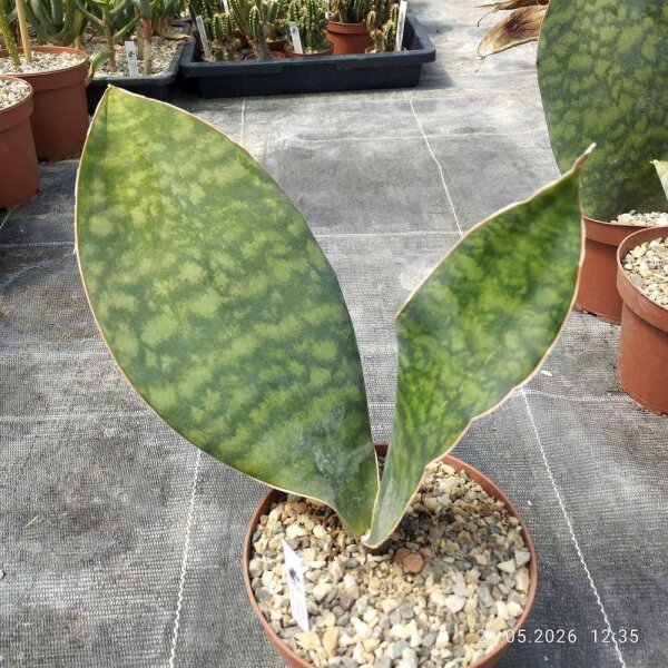 Sansevieria masoniana