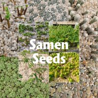 Echinopsis-Hybr. Goldstar