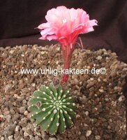 Echinopsis-Hybr. Bolero Rheingold 268
