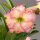 Adenium obesum Mumbai crush gepfr.