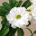 Adenium obesum Mumbai Jade Jewel gepfr.