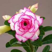 Adenium obesum Silk Ribbon gepfr.