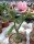 Adenium obesum Mumbai Topaz gepfr.